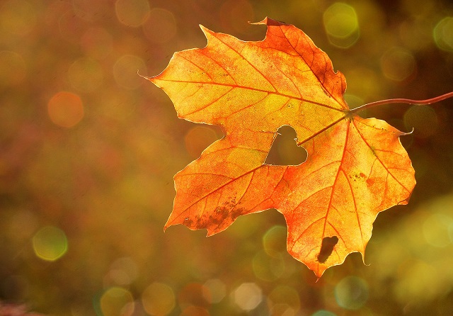 COUPON AUTUNNO 