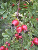 MSA ROSA CANINA 50 ML - Speedyfarma.it